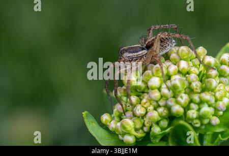 Un comune ragno lupo identificato come Pardosa amentata si sta attivamente alimentando su gemme verdi di piante in un lussureggiante giardino durante la stagione primaverile. Foto Stock