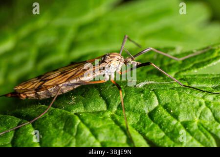Una vista dettagliata di una grande gru comune che vola Tipula oleracea arroccata su una foglia verde vibrante in un giardino che mostra il suo corpo allungato e le gambe delicate. Foto Stock