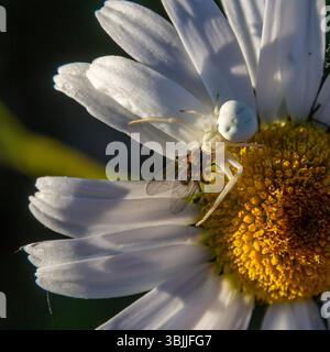 Le catture di ragno bianco volano su una margherita in fiore sotto la luce soffusa del mattino in un giardino. Foto Stock