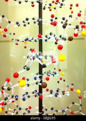 Parte del modello di DNA umano a doppia elica Glen Ellyn Illinois USA Foto Stock