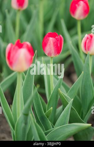 Primo piano di tulipani rosa in fiore circondati da foglie verdi Foto Stock