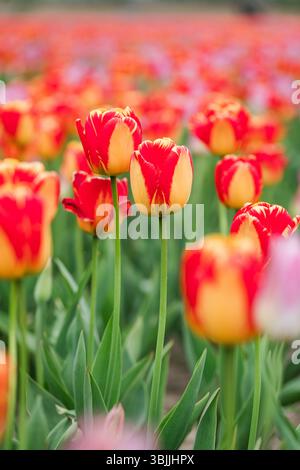 Primo piano di tulipani rossi e gialli in fiore Foto Stock