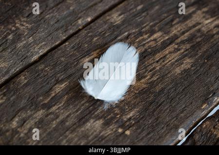 Una singola piuma d'oca su fondo marrone in legno. Primo piano, profondità di campo ridotta, nessuna persona Foto Stock