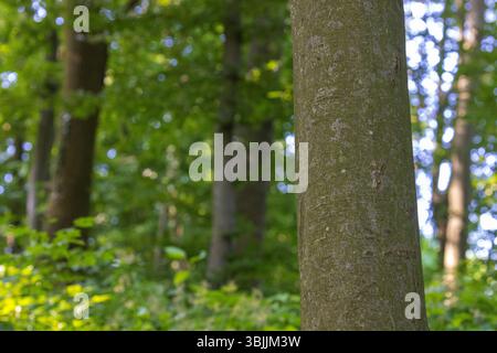 Tronco di faggio in un bosco lussureggiante Foto Stock