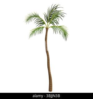 Palma da cocco o palma da cocco. Bevanda vettoriale o bevanda a base di latte pianta tropicale. Giardino esotico, elemento paradisiaco o oasi, flora da spiaggia. Clima estivo o coltivazione subtropicale. Orticoltura e agricoltura Illustrazione Vettoriale