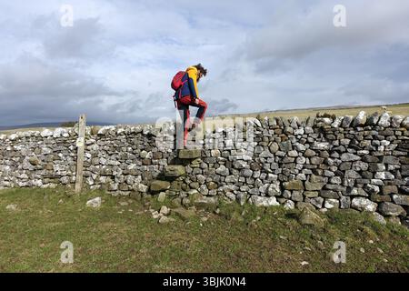 Young Man (escursionista) Climbing Stone stile & Wooden Gate in Dry Stone Wall sulla strada per Ingleborough nello Yorkshire Dales National Park, Inghilterra, Regno Unito. Foto Stock