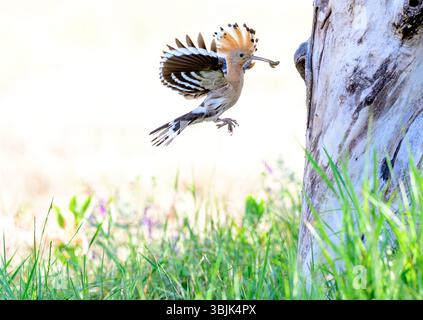 Hoopoe epopee epope (Upupa epops) eucaliano che allattano i pulcini. Foto di Tiszaalpár, Ungheria. Foto Stock
