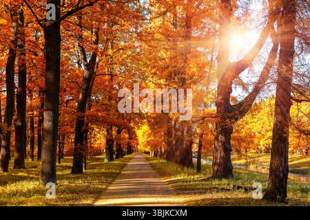 Alberi di colore arancio, erba verde e foglie rosse e marroni nel parco cittadino autunnale. Alberi autunnali con foglie dorate e luce solare. Foto Stock