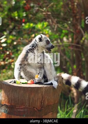 Lemuro con coda ad anello seduto su un grande tronco di albero con un miscuglio di frutta davanti a lui, su uno sfondo naturale della foresta Foto Stock
