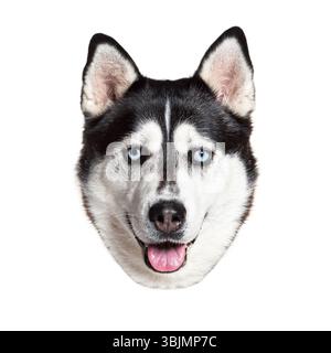 Un cane husky felice che canta e sembra amichevole con occhi blu isolati su sfondo bianco Foto Stock
