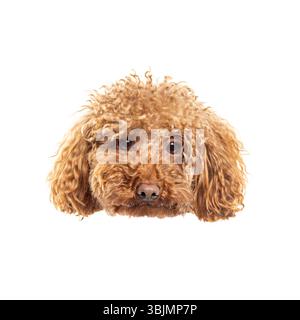 Primo piano di un simpatico barboncino giocattolo che sbircia su uno sfondo bianco, creando un affascinante e coinvolgente ritratto canino Foto Stock