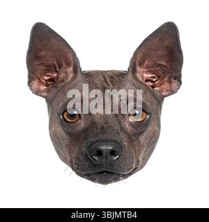 Colpo di testa della razza di cane terrier americano puro e senza capelli, con le sue caratteristiche grandi orecchie appuntite, su sfondo bianco Foto Stock