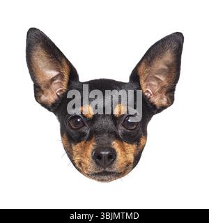 Primo piano ritratto di un cane ratter di praga, con le sue distintive orecchie appuntite e lo sguardo attento Foto Stock