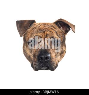 Primo piano della testa di un cane brindle staffordshire Bull terrier, che mostra i suoi occhi espressivi e il cappotto brindle su uno sfondo bianco Foto Stock