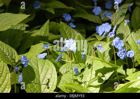 Piccoli fiori blu. Forget-me-Not Fiori con foglie verdi brillanti. Little Blue Forget-me-Not Flowers a Spring Meadow. Sfondo floreale naturale Foto Stock