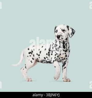 Foto in studio di un simpatico cucciolo dalmata che cammina su uno sfondo verde chiaro Foto Stock