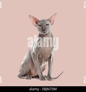 Gatto sphynx Donskoy seduto e in posa su uno sfondo rosa Foto Stock