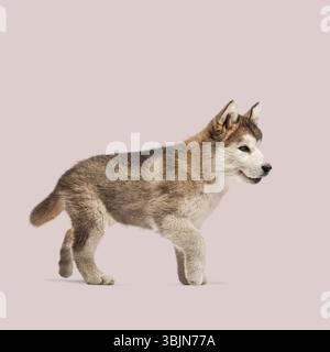 Vista laterale dell'adorabile cucciolo malamuto dell'alaska che cammina dolcemente su sfondo rosa chiaro Foto Stock