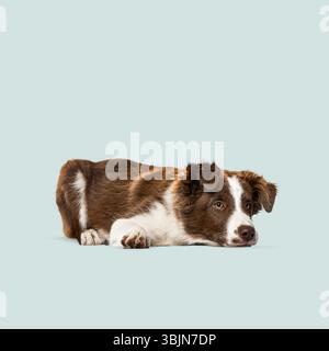 Simpatico cucciolo con collie sul bordo sdraiato su uno sfondo azzurro senza cuciture, per creare un ritratto affascinante e minimalista Foto Stock