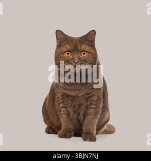 Gatto shorthair britannico color cioccolato seduto tranquillamente su un semplice sfondo grigio Foto Stock