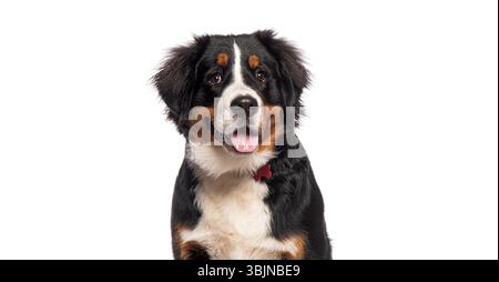 Adorabile cucciolo di cane di montagna bernese seduto e con in mano un peluche di panda, isolato su sfondo bianco Foto Stock