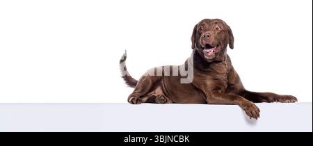 Chocolate labrador retriever si trova su una superficie bianca con la bocca aperta Foto Stock