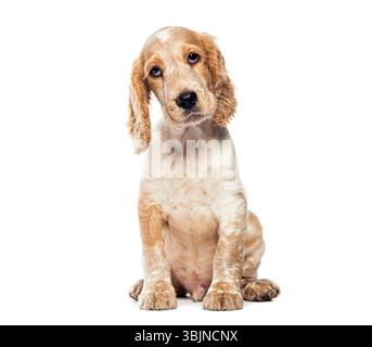 Adorabile cagnolino inglese spaniel seduto e inclinato la testa, isolato su sfondo bianco Foto Stock