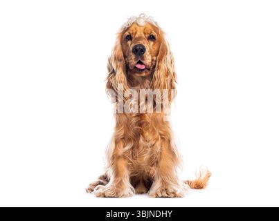 Foto in studio di un adorabile cocker inglese spaniel seduto su sfondo bianco Foto Stock