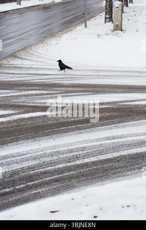 Pneumatico su strada coperta da neve con corvo in inverno Foto Stock
