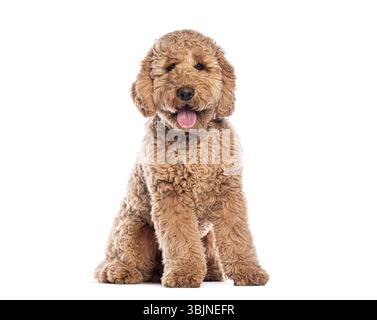 Simpatico cucciolo di Labradoodle seduto con la lingua fuori, isolato su sfondo bianco Foto Stock