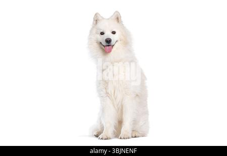 Cane bianco samoiato seduto su sfondo bianco, che gli rimbalza la lingua Foto Stock
