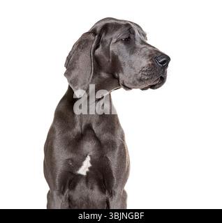 Cucciolo di dane che guarda lontano dalla fotocamera, isolato su sfondo bianco Foto Stock