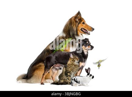 Grande gruppo di animali domestici, tra cui cani, gatti, conigli e uccelli seduti insieme su sfondo bianco Foto Stock