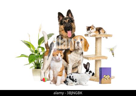 Un grande gruppo di animali domestici, tra cui cani, gatti, uccelli e conigli, che posa insieme a cibo, piante e gatto degli alberi su sfondo bianco Foto Stock