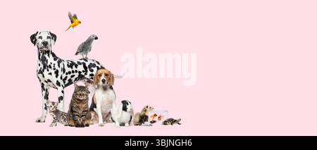Grande gruppo di animali domestici, compresi cani, gatti, uccelli, conigli, furetti, tartaruga e pesce si stanno posando insieme su sfondo bianco Foto Stock