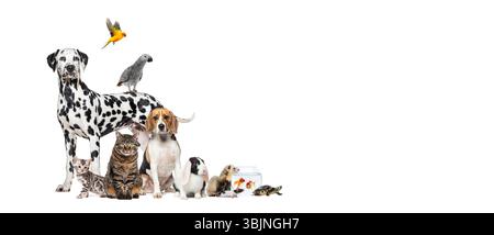 Grande gruppo di animali domestici, compresi cani, gatti, uccelli, conigli, furetti, tartaruga e pesce si stanno posando insieme su sfondo bianco Foto Stock