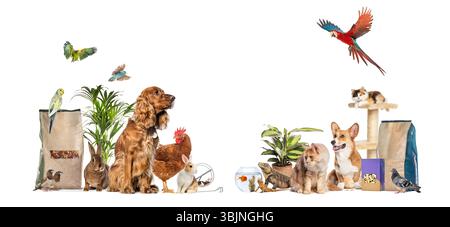 Grande gruppo di animali domestici comuni, tra cui uccelli, mammiferi, rettili e pesci, che si posa insieme su sfondo bianco Foto Stock