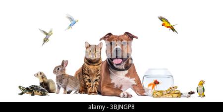 Un grande gruppo di animali domestici, tra cui uccelli, mammiferi, rettili e pesci, si posa insieme su sfondo bianco Foto Stock
