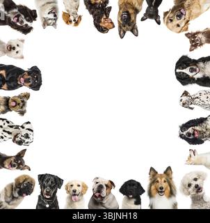 Molti cani creano una cornice con spazio di copia bianco Foto Stock