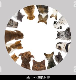 Vari gatti e cani di diverse razze guardano in basso, formando un cerchio su sfondo bianco Foto Stock