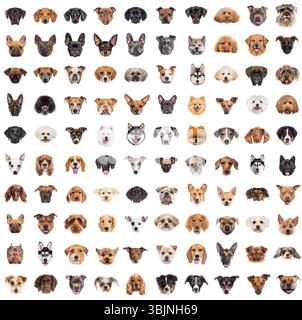 Adorabili cani di varie razze, in set Collection, stanno posato su uno sfondo bianco, creando un delizioso e variegato ritratto canino Foto Stock