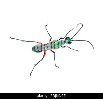 Lato posteriore di una vespa di scarafaggio smeraldo, Ampulex compressa, isolata su bianco Foto Stock