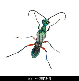 Lato posteriore di una vespa di scarafaggio smeraldo, Ampulex compressa, isolata su bianco Foto Stock