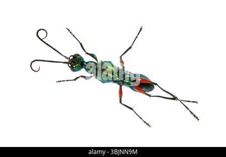 Lato ventrale di una vespa di scarafaggio smeraldo, Ampulex compressa, isolato su bianco Foto Stock