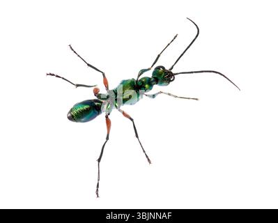 Lato ventrale di una vespa di scarafaggio smeraldo, Ampulex compressa, isolato su bianco Foto Stock