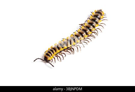 Orthomorpha subkarschi una specie di millipede vista dall'alto, isolata sul bianco Foto Stock