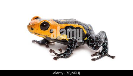 Arancione vivace e nero mimico rana veleno, Ranitomeya imitator jeberos Foto Stock