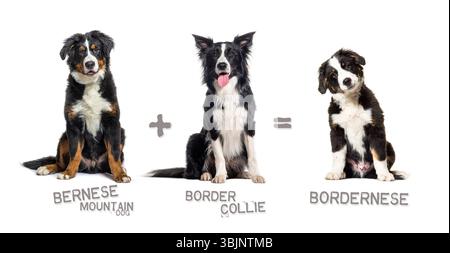 Illustrazione di un mix tra due razze di cani - collie di confine e cane da montagna bernese che dà vita a un Bordernese Foto Stock