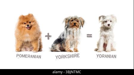 Illustrazione di un mix tra due razze di cani - Pomerania e yorkshire terrier che danno vita a uno yoraniano Foto Stock