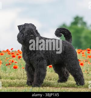 bouvier des flandres in piedi nel campo del papavero belga nelle Fiandre Foto Stock